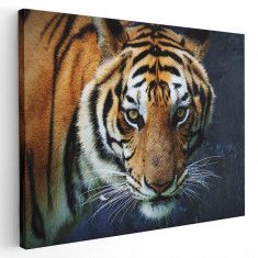 Tablou tigru siberian Tablou canvas pe panza CU RAMA 80x120 cm