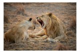 Tablou Canvas, "Leii odihnindu-se &icirc;n savană africană", Leu, Leoaică, Savana, Tandrețe, Relaxează, Comunicare, Natura, Blană, Serenitate, Interacțiune,