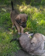 Catei pentru adoptie foto