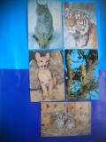 HOPCT LOT NR 447 FELINE -FAUNA -5 CARTI POSTALE-NECIRCULATE, Circulata, Printata