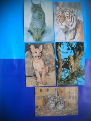 HOPCT LOT NR 447 FELINE -FAUNA -5 CARTI POSTALE-NECIRCULATE foto