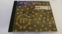 The wallflowers - 774 foto