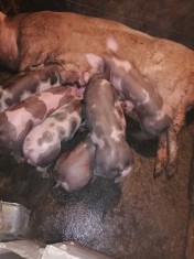 Purcei Pietrain foto