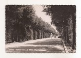 FA137 -Carte Postala- ITALIA - Grado. Parco delle Rose Particolare, circulata 1959