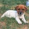 Jack russel terrier