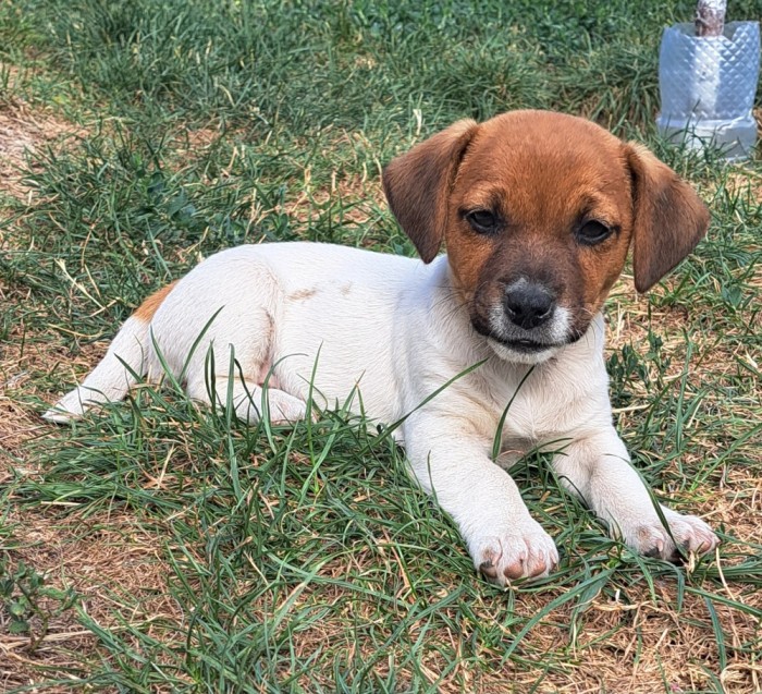 Jack russel terrier