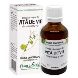 Extract din muguri de Vita de Vie, 50ml, PlantExtrakt