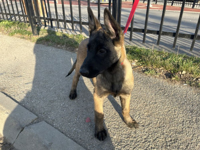 Pui de Malinois Belgian de rasă foto