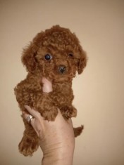 pudel- 2 luni-2 vaccinuri-2 deparazitari