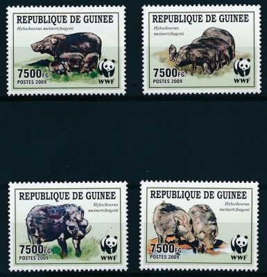 GUINEA 2009 WWF PORCI SALBATICI foto