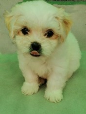 Caini de vanzare foto