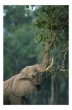 Tablou Canvas, "Elefant m&acirc;nc&acirc;nd frunze din copac", Elefant, Trompă, Frunze, Arbori, Natură, Copac, Fildeș, Savanna, 26 x 39 cm, CMCLASS