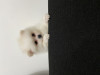 Pomeranian Boo, Pedigree