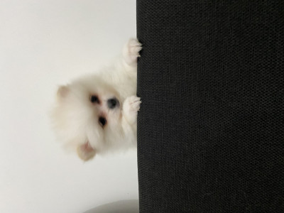 Pomeranian Boo foto