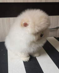 Pomeranian cu pedigree foto