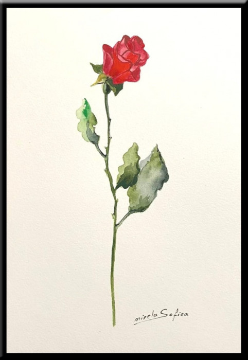 Trandafir, tablou pictat in acuarela inramat 21x30 cm ideal cadou