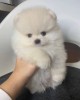 Pomeranian 2 baieti si o fetita
