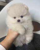 Pomeranian 2 baieti si o fetita