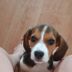 Catelusa Beagle pui