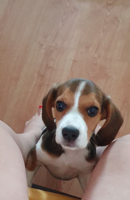 Catelusa Beagle pui