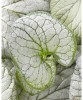 Planta Pomnita de Siberia, Brunnera macrophylla Silver Heart PBR C2, ghiveci 2l, Oem