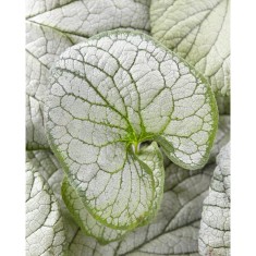 Planta Pomnita de Siberia, Brunnera macrophylla Silver Heart PBR C2, ghiveci 2l