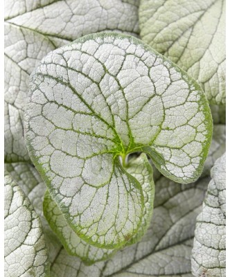 Planta Pomnita de Siberia, Brunnera macrophylla Silver Heart PBR C2, ghiveci 2l foto