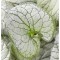 Planta Pomnita de Siberia, Brunnera macrophylla Silver Heart PBR C2, ghiveci 2l
