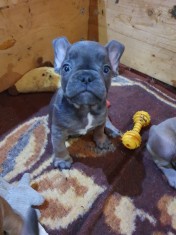 Bulldog francez foto