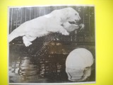 HOPCT 542 C - FOTOGRAFIE VECHE-D= 15/13 CM- AMUZANTA/ANIMALE /PROTECTIA ANIMALELO -URS POLAR-SUA -1947-FOTO AGENTIA ACME NEWSPICTURES PHOTOS 1947