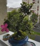 Bonsai planta vie