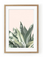 Tablou Light Pink Aloe Oak foto