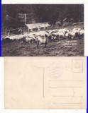 Targu Neamt- Manastira Varatic-Stana