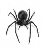 Paianjen Vaduva Neagra