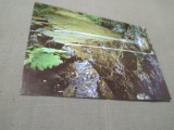 CARTE POSTALA IZVOR ,PE DRUMUL FORESTIER AL VAII TOPOLOGULUI NECIRCULATA
