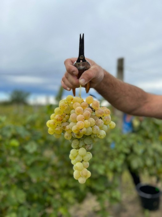 Struguri de vin
