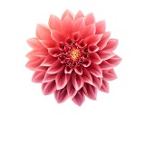 Cumpara ieftin Sticker decorativ Floare Dahlia, Roz, 60 cm, 7872ST, Oem