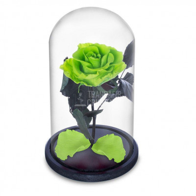 Trandafir Criogenat verde deschis &amp;Oslash;6,5cm in cupola de sticla foto