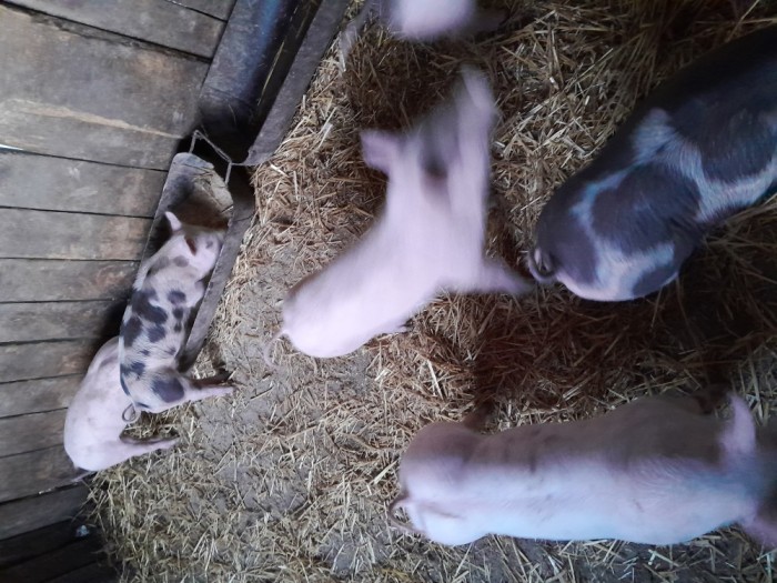 Vand purcei pietran!