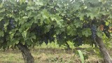 Vand struguri Merlot si Cabernet Sauvignon