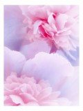 Tablou Canvas, "Rochii din petale diafane roz", Delicat, Pastel, Petalele, Roz, Flori, Romantice, Seninătate, Fragilitate, Naturalețe, Bl&acirc;ndețe, 26 x