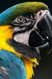 Tablou Canvas, "Papagalul exotic &icirc;n culori vii", Nu pot identifica persoane sau animale din imagini, dar &icirc;ți pot spune că papagalul din imagine este f