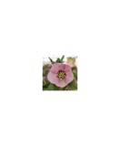 Planta Spanz, Helleborus Orientalis, flori simple, roz cu centru rosu, ghiveci 10cm, Oem