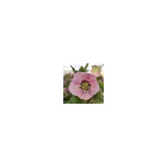 Planta Spanz, Helleborus Orientalis, flori simple, roz cu centru rosu, ghiveci 10cm