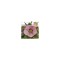Planta Spanz, Helleborus Orientalis, flori simple, roz cu centru rosu, ghiveci 10cm