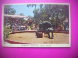 HOPCT 7642 ELEFANT IN FAIRYLAND -LOWRY PARK-TAMPA-FLORIDA -SUA-AMERICA DE NORD -CIRCULATA