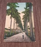 Cuba Carte Poștală Veche &ndash; Havana, Calle de Palmas (Royal Palm Avenue)