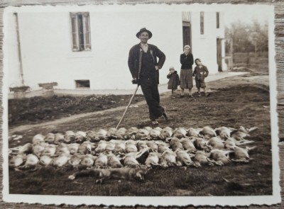 Vanator roman cu vanat, iepuri si vulpe// fotografie interbelica foto