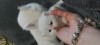 British Shorthair White