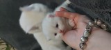British Shorthair White